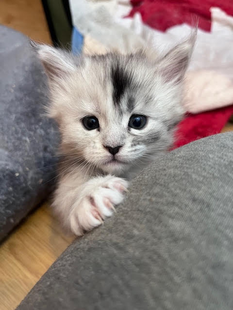 West Coast Maine Coon Kitten